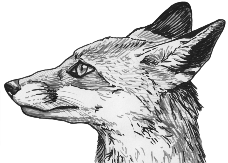 fox profile