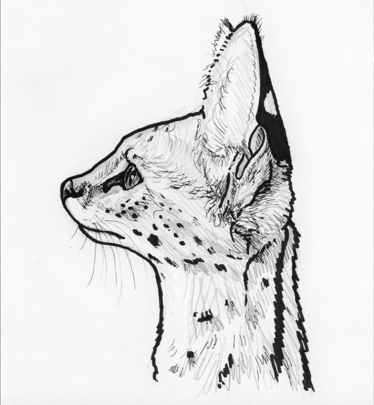 serval profile