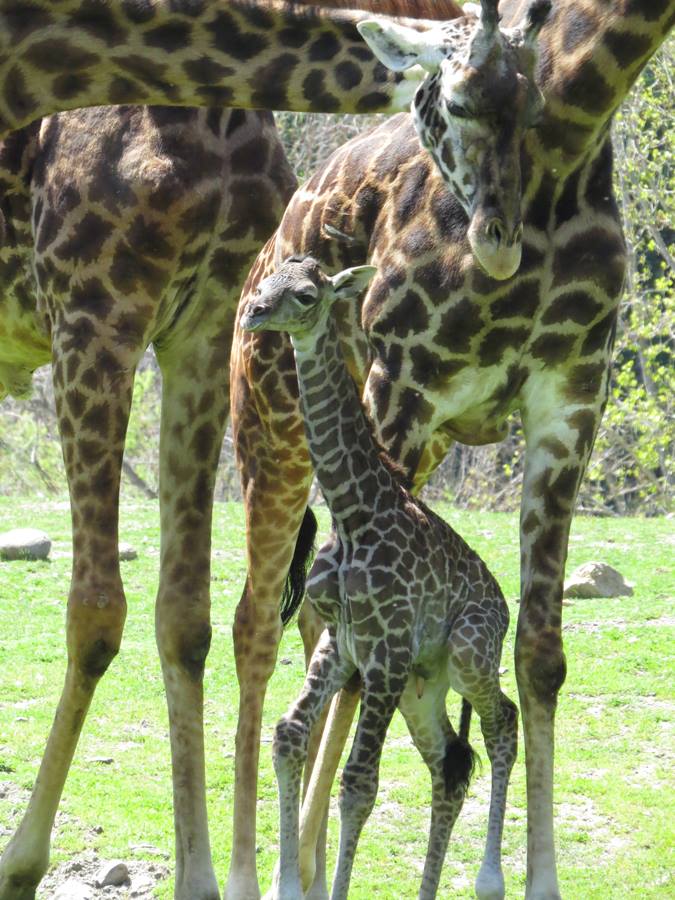 Masai Giraffe Baby Phoenix